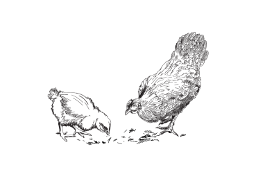 Hühnermuskelfleisch BARF tiefgefroren - Leo Barf